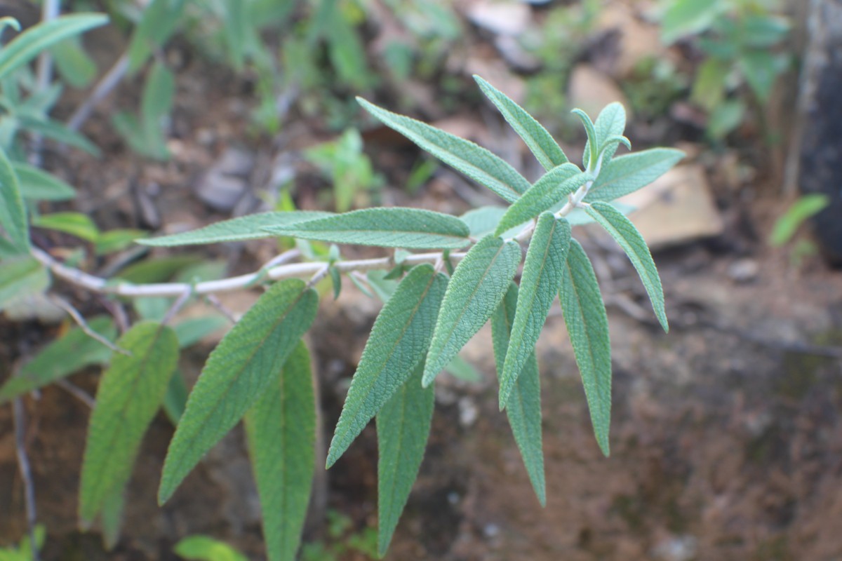 Salvia leucantha Cav.